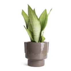 Aries Handles Plant Pot - Charcoal -Plants Sale Store Sansevieria trifasciata Moonshine Snake Plant 14x45cm Aries Handles Plant Pot Charcoal 19x20cm 1823bc8b 838b 4df4 8d2d e8d8ea689467