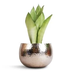 Sansevieria Trifasciata Moonshine - Snake Plant -Plants Sale Store Sansevieria trifasciata Moonshine Snake Plant 14x45cm Hammered Bowl Nickel with Black 19x14cm 34ff7d59 58ec 4695 ac06 530d91d146d2