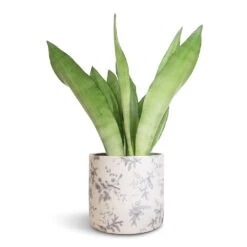 Sansevieria Trifasciata Moonshine - Snake Plant -Plants Sale Store Sansevieria trifasciata Moonshine Snake Plant 14x45cm Lazzaro Plant Pot Vintage Bird 18x16cm 2f71f2a0 b2a9 4447 8646 fa0ca8e969d1