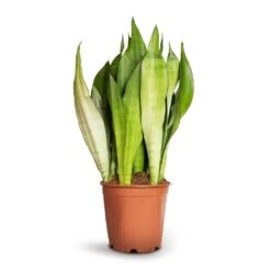 Sansevieria Trifasciata Moonshine - Snake Plant -Plants Sale Store Sansevieria trifasciata Moonshine Snake Plant 21x70cm