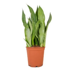 Sansevieria Trifasciata Moonshine - Snake Plant -Plants Sale Store Sansevieria trifasciata Moonshine Snake Plant 21x70cm 4