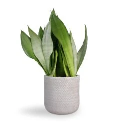Angle Cylinder Plant Pot - White -Plants Sale Store Sansevieria trifasciata Moonshine Snake Plant 21x70cm Angle Cylinder Plant Pot White 24x24cm