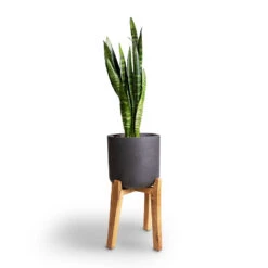 Charlie Plant Pot - Tall Stand - Black Washed -Plants Sale Store Sansevieria trifasciata Moonshine Snake Plant 21x70cm Charlie Plant Pot Tall Stand Black Washed 32x51cm