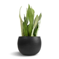 Sansevieria Trifasciata Moonshine - Snake Plant -Plants Sale Store Sansevieria trifasciata Moonshine Snake Plant 21x70cm Hammered Bowl Black with Copper 30x20cm 1 76c68d4a fb3f 4781 8ce6 fb581591e0ea