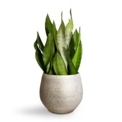 Noor Plant Pot - Metallic Grey -Plants Sale Store Sansevieria trifasciata Moonshine Snake Plant 21x70cm Noor Plant Pot Metallic Grey 27x25cm 2