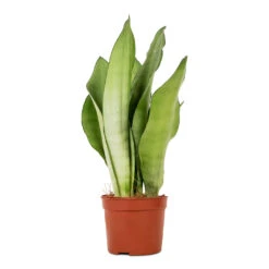 Sansevieria Trifasciata Moonshine - Snake Plant -Plants Sale Store Sansevieria trifasciata Moonshine Snake Plant 9x25cm