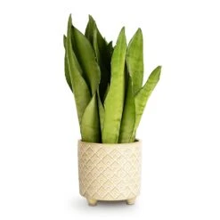Sansevieria Trifasciata Moonshine - Snake Plant -Plants Sale Store Sansevieria trifasciata Moonshine Snake Plant 9x25cm Bilbao Plant Pot Pale Jade 10.5x10cm 559c7640 565e 43e0 bb3e 1498d046aa6e