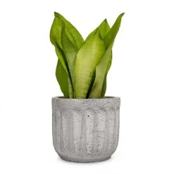 Sansevieria Trifasciata Moonshine - Snake Plant -Plants Sale Store Sansevieria trifasciata Moonshine Snake Plant 9x25cm Plant Pot Duncan Cement 14x13cm a14413be 4894 4f84 b91b f4bef59535e8