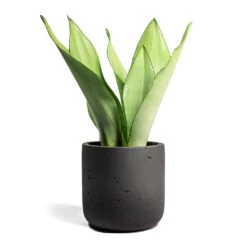 Sansevieria Trifasciata Moonshine - Snake Plant -Plants Sale Store Sansevieria trifasciata Moonshine Snake Plant Charlie Plant Pot Black Washed