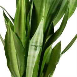 Sansevieria Trifasciata Moonshine - Snake Plant -Plants Sale Store Sansevieria trifasciata Moonshine Snake Plant Stems