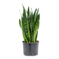 Sansevieria Zeylanica - HydroCare 35 Sansevieria Zeylanica - HydroCare -Plants Sale Store Sansevieria zeylanica HydroCare 25 19x70cm