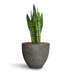 Sansevieria Zeylanica - HydroCare 32 Sansevieria Zeylanica - HydroCare -Plants Sale Store Sansevieria zeylanica HydroCare Cement Stone Cody Plant Pot Granite Grey