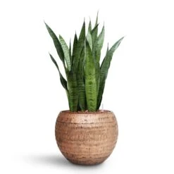 Opus Hammered Globe Planter - Gold 35 Opus Hammered Globe Planter - Gold -Plants Sale Store Sansevieria zeylanica HydroCare Opus Hammered Globe Planter Gold dfa84456 bac5 45dd 8e9c cff902644f84