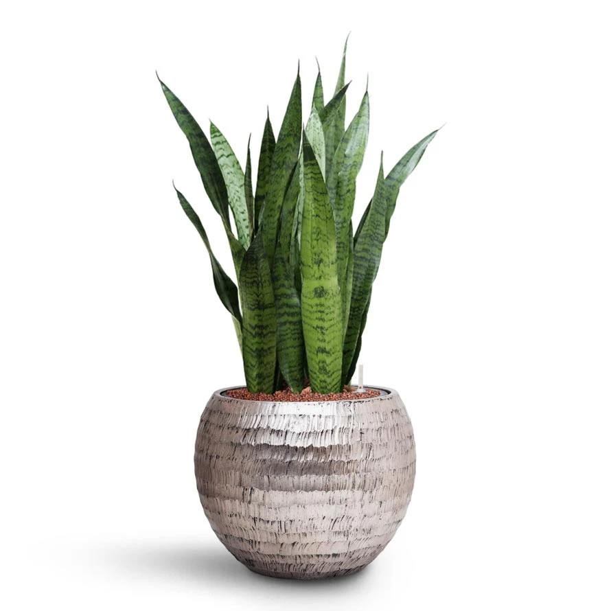 Sansevieria Zeylanica - HydroCare 10 Sansevieria Zeylanica - HydroCare - Image 8
