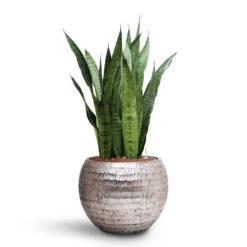 Opus Hammered Globe Planter - Silver -Plants Sale Store Sansevieria zeylanica HydroCare Opus Hammered Globe Planter Silver 38986d28 a0f6 4215 be9c a9dcc54cd787