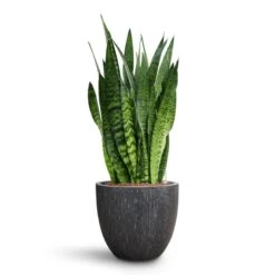 Raindrop Egg Planter - Anthracite -Plants Sale Store Sansevieria zeylanica HydroCare Raindrop Couple Planter Anthracite