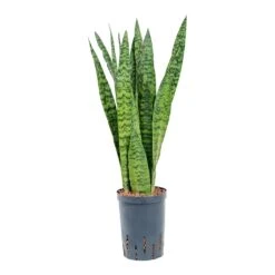 Sansevieria Zeylanica - HydroCare 29 Sansevieria Zeylanica - HydroCare -Plants Sale Store Sansevieria zeylanica Hydroculture 15 19x60cm