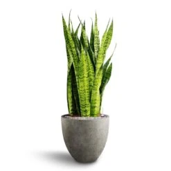 Sansevieria Zeylanica - HydroCare 24 Sansevieria Zeylanica - HydroCare -Plants Sale Store Sansevieria zeylanica Hydroculture Grigio Egg Pot Planter Natural Concrete