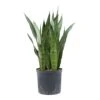 Sansevieria Zeylanica - HydroCare -Plants Sale Store Sansevieria zeylanica Hydroculture Indoor Plant Large