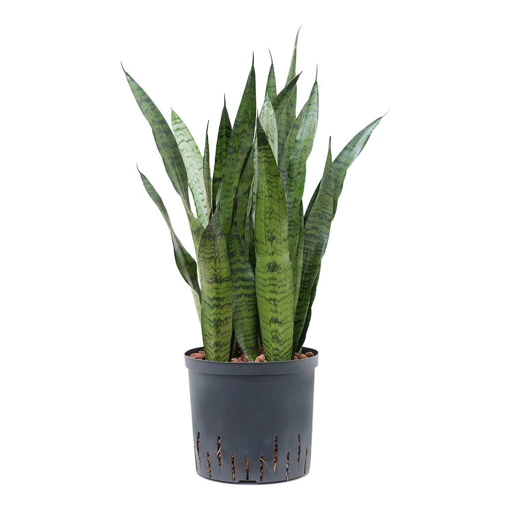 Sansevieria Zeylanica - HydroCare 3 Sansevieria Zeylanica - HydroCare