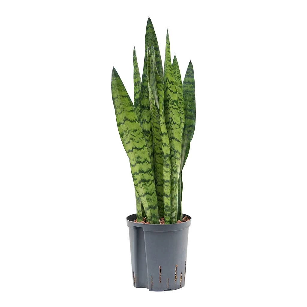 Sansevieria Zeylanica - HydroCare 9 Sansevieria Zeylanica - HydroCare - Image 7