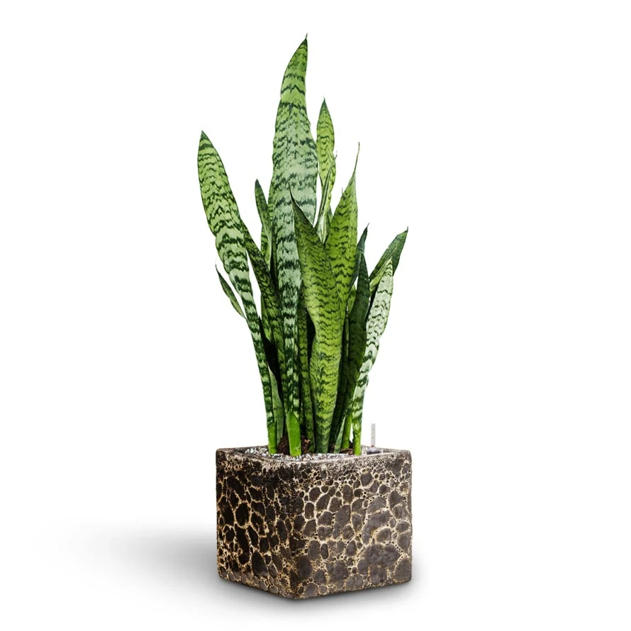 Sansevieria Zeylanica - HydroCare 5 Sansevieria Zeylanica - HydroCare - Image 3