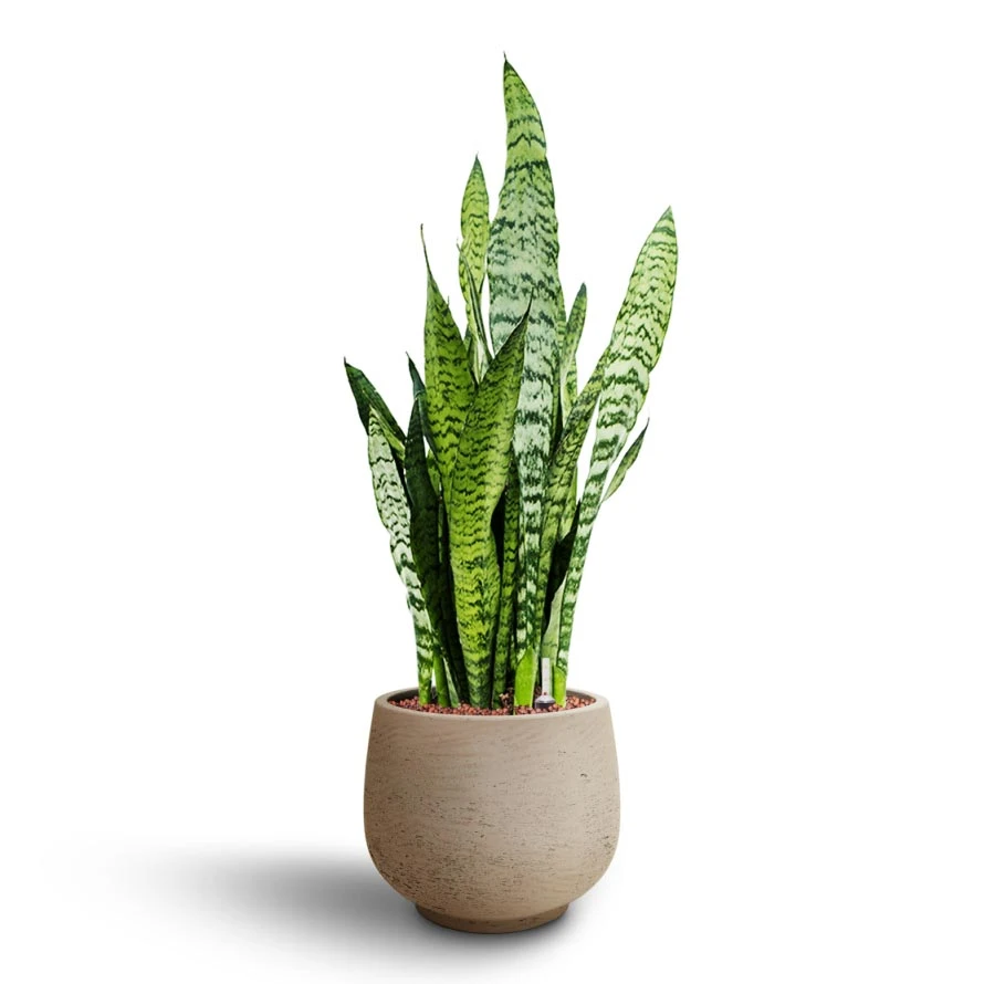 Sansevieria Zeylanica - HydroCare 12 Sansevieria Zeylanica - HydroCare - Image 10