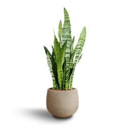 Mini Pixie Plant Pot - Grey Washed 18 Mini Pixie Plant Pot - Grey Washed -Plants Sale Store Sansevieria zeylanica Hydroculture Mini Pixie Plant Pot Grey Washed 8383c381 b3a6 46ec bff5 e5a7ad4a0f7d