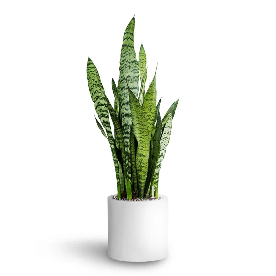 Sansevieria Zeylanica - HydroCare 6 Sansevieria Zeylanica - HydroCare - Image 4