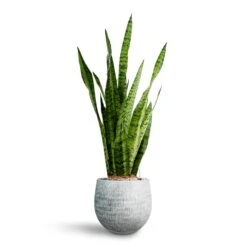 Sansevieria Zeylanica - HydroCare 30 Sansevieria Zeylanica - HydroCare -Plants Sale Store Sansevieria zeylanica Hydroculture Ryan Plant Pot White Black