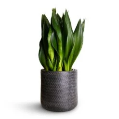 Angle Cylinder Plant Pot - Anthracite 9 Angle Cylinder Plant Pot - Anthracite -Plants Sale Store Sansevieria zeylanica Silver Flame Snake Plant 21x60cm Angle Cylinder Plant Pot Anthracite 24x24cm 06cf4dcc f26c 473b b95c edff0e78ae3c