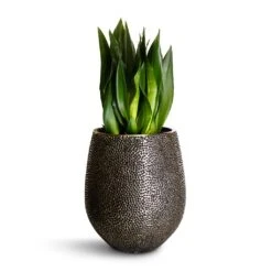 Opus Hit Darcy Planter - Silver -Plants Sale Store Sansevieria zeylanica Silver Flame Snake Plant 21x60cm Opus Hit Darcy Planter Silver 38x42cm 4246704f a5d5 40cd bc33 091427bffb93