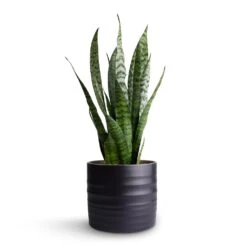 Hadleigh Plant Pot - Charcoal -Plants Sale Store Sansevieria zeylanica Snake Plant 15x50cm Hadleigh Plant Pot Charcoal 17x15cm 3f01eb7a 9882 4a26 9f35 11cdbd618a8f