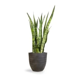 Angle Couple Plant Pot - Anthracite 9 Angle Couple Plant Pot - Anthracite -Plants Sale Store Sansevieria zeylanica Snake Plant 21x70cm Angle Couple Plant Pot Anthracite 30x28cm 2