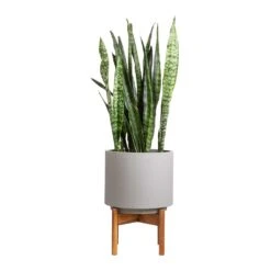 Vigo Plant Pot With Wooden Stand - Concrete Grey -Plants Sale Store Sansevieria zeylanica Snake Plant 21x70cm Vigo Plant Pot with Wooden Stand Concrete Grey 28x37cm