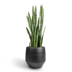 Norell Plant Pot - Black -Plants Sale Store Sansevieria zeylanica Snake Plant 30x100cm Norell Plant Pot Black 42x38cm 9a5ab1ca 220a 45d2 a64d 18ee1ab18afb