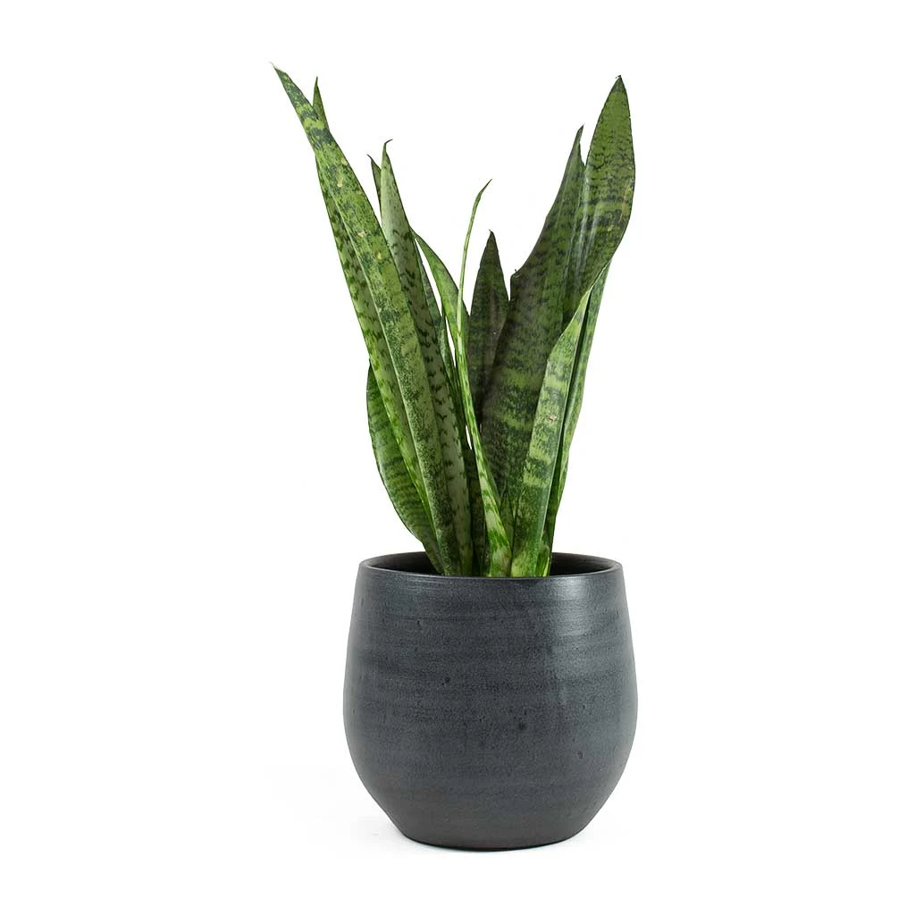 Esra Plant Pot - Graphite 8 Esra Plant Pot - Graphite - Image 6