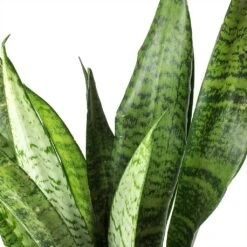 Sansevieria Zeylanica - HydroCare 23 Sansevieria Zeylanica - HydroCare -Plants Sale Store Sansevieria zeylanica Snake Plant Stems 685a514e c861 42ae 874d e943caad3d8b