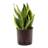 Sansevieria Futura Superba - HydroCare -Plants Sale Store SansevieriaFuturaSuperba Hydroculture
