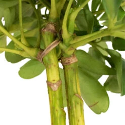 Schefflera Gold Capella - Stemmed Dwarf Umbrella Tree 22 Schefflera Gold Capella - Stemmed Dwarf Umbrella Tree -Plants Sale Store Schefflera Arboricola Dwarf Umbrella Tree 5