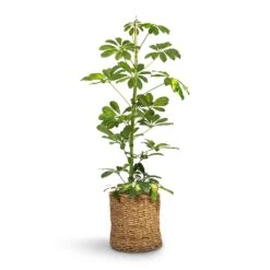 Schefflera Gold Capella - Dwarf Umbrella Tree -Plants Sale Store Schefflera Gold Capella Dwarf Umbrella Tree 17x80cm Ido Plant Baskets Set5 Natural