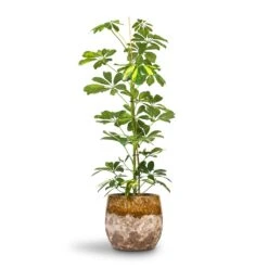 Lindy Plant Pot - Ochre 22 Lindy Plant Pot - Ochre -Plants Sale Store Schefflera Gold Capella Dwarf Umbrella Tree 17x80cm Lindy Plant Pot Ochre 23x20cm 396d5592 8fe9 4195 a62c 813907b65a05