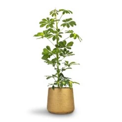 Schefflera Gold Capella - Dwarf Umbrella Tree -Plants Sale Store Schefflera Gold Capella Dwarf Umbrella Tree 17x80cm Patt Plant Pot Metallic Gold 23x20cm