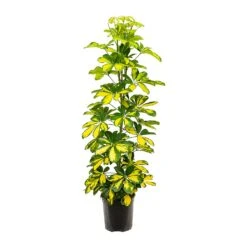 Schefflera Gold Capella - Dwarf Umbrella Tree -Plants Sale Store Schefflera Gold Capella Dwarf Umbrella Tree 19x110cm