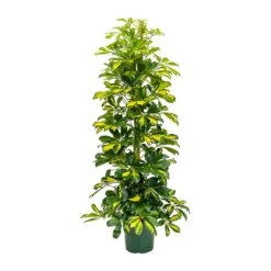 Schefflera Gold Capella - Dwarf Umbrella Tree -Plants Sale Store Schefflera Gold Capella Dwarf Umbrella Tree 31x130cm