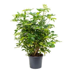 Schefflera Gold Capella - Dwarf Umbrella Tree -Plants Sale Store Schefflera Gold Capella Dwarf Umbrella Tree Bushy