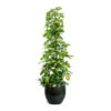 Schefflera Gold Capella - Dwarf Umbrella Tree -Plants Sale Store Schefflera Gold Capella Dwarf Umbrella Tree Zembla Plant Pot Green
