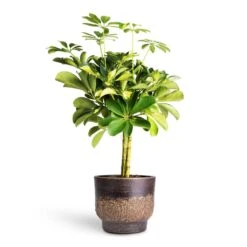Schefflera Gold Capella - Stemmed Dwarf Umbrella Tree 24 Schefflera Gold Capella - Stemmed Dwarf Umbrella Tree -Plants Sale Store Schefflera Gold Capella Stemmed Dwarf Umbrella Tree 14x50cm Aico Plant Pot Shiny Brown 17x13cm