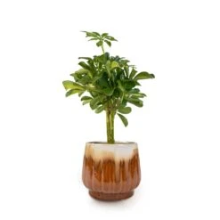 Schefflera Gold Capella - Stemmed Dwarf Umbrella Tree 25 Schefflera Gold Capella - Stemmed Dwarf Umbrella Tree -Plants Sale Store Schefflera Gold Capella Stemmed Dwarf Umbrella Tree 14x50cm Alice Plant Pot Caramel 18x16cm