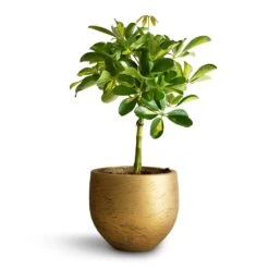 Schefflera Gold Capella - Stemmed Dwarf Umbrella Tree 26 Schefflera Gold Capella - Stemmed Dwarf Umbrella Tree -Plants Sale Store Schefflera Gold Capella Stemmed Dwarf Umbrella Tree 14x50cm Mini Orb Kevan Plant Pot Metallic Gold 18x15cm copy 2